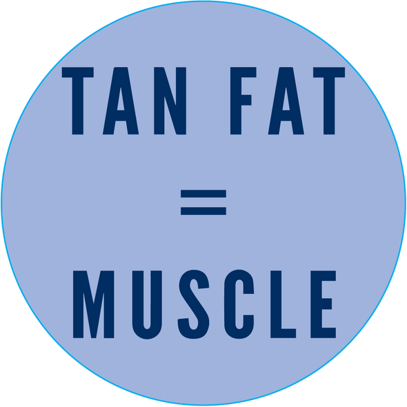 Tan Fat = Muscle - Sticker